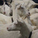 The Saanen Goat: Memories of Switzerland
