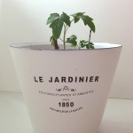 Garden: Urban Barn Plant Pots