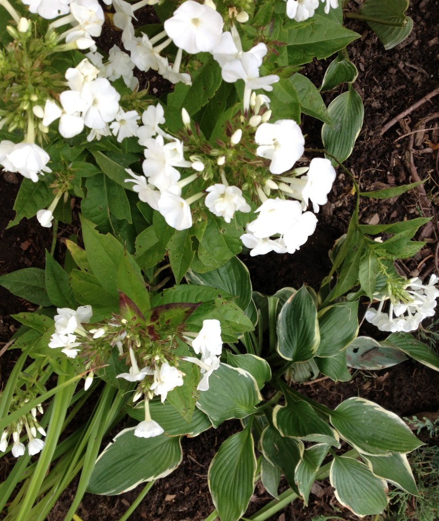 flowers-garden-White-Cabana