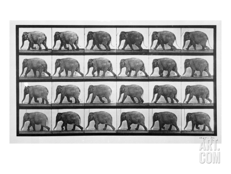 eadweard-muybridge-elephant-walking-plate-733-from-animal-locomotion-1887-b-w-photo-_i-G-64-6497-O8Y6100Z