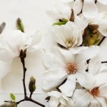 Flowers: Magnolias, Dahlias, Tulips – Oh, My!