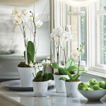 The Friday Five: White Orchid Plants