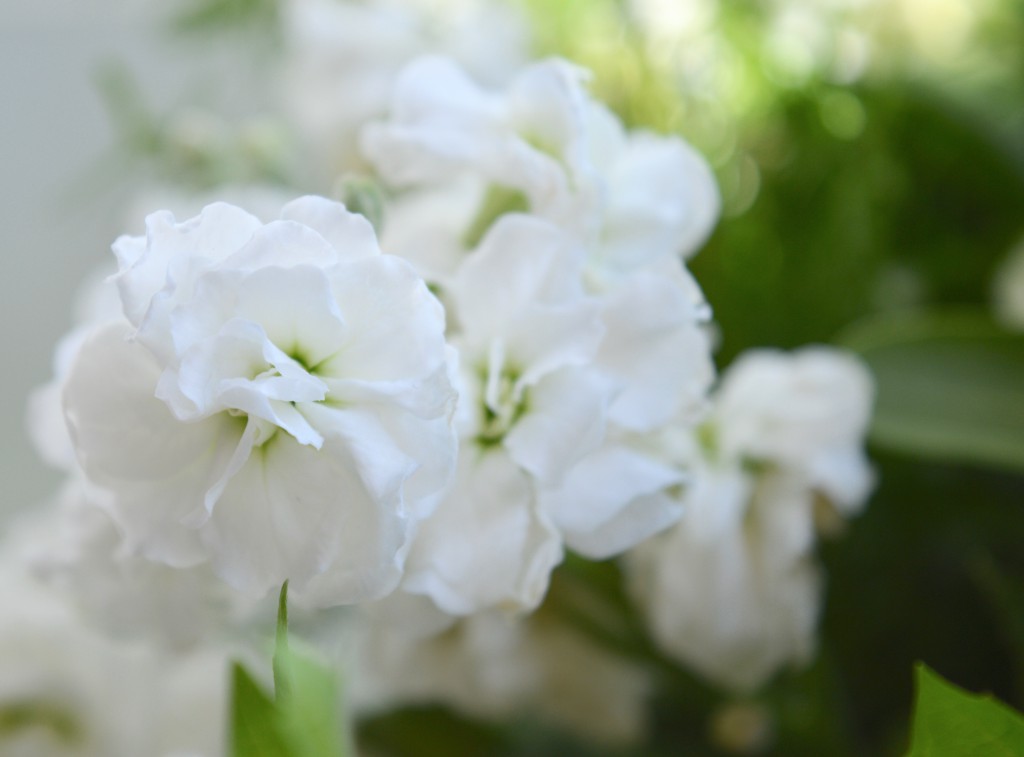 White-Cabana-From-The-Potting-Shed-7