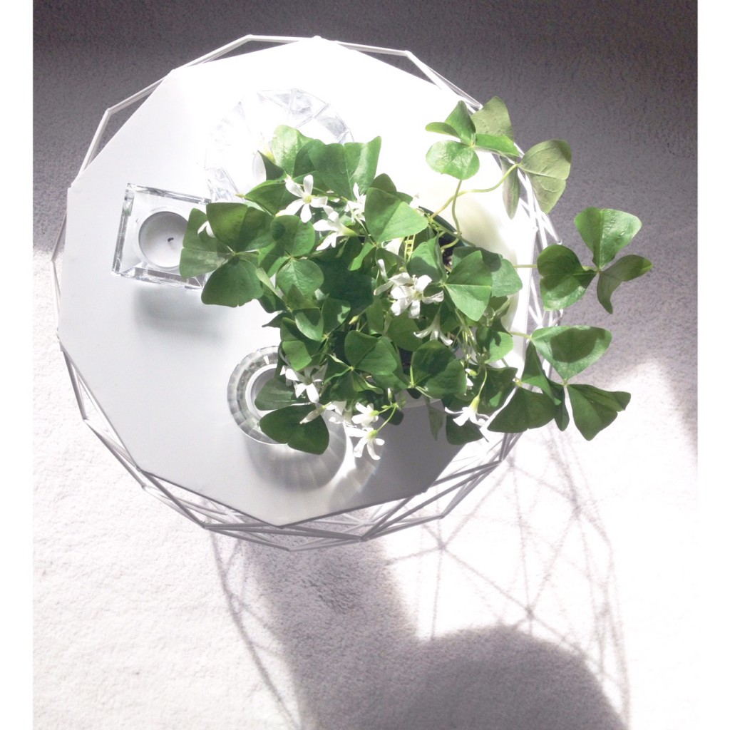 White-Cabana-Shamrock plant