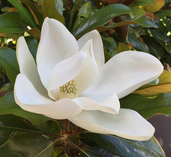 Magnolia-flower-White-Cabana-Italy