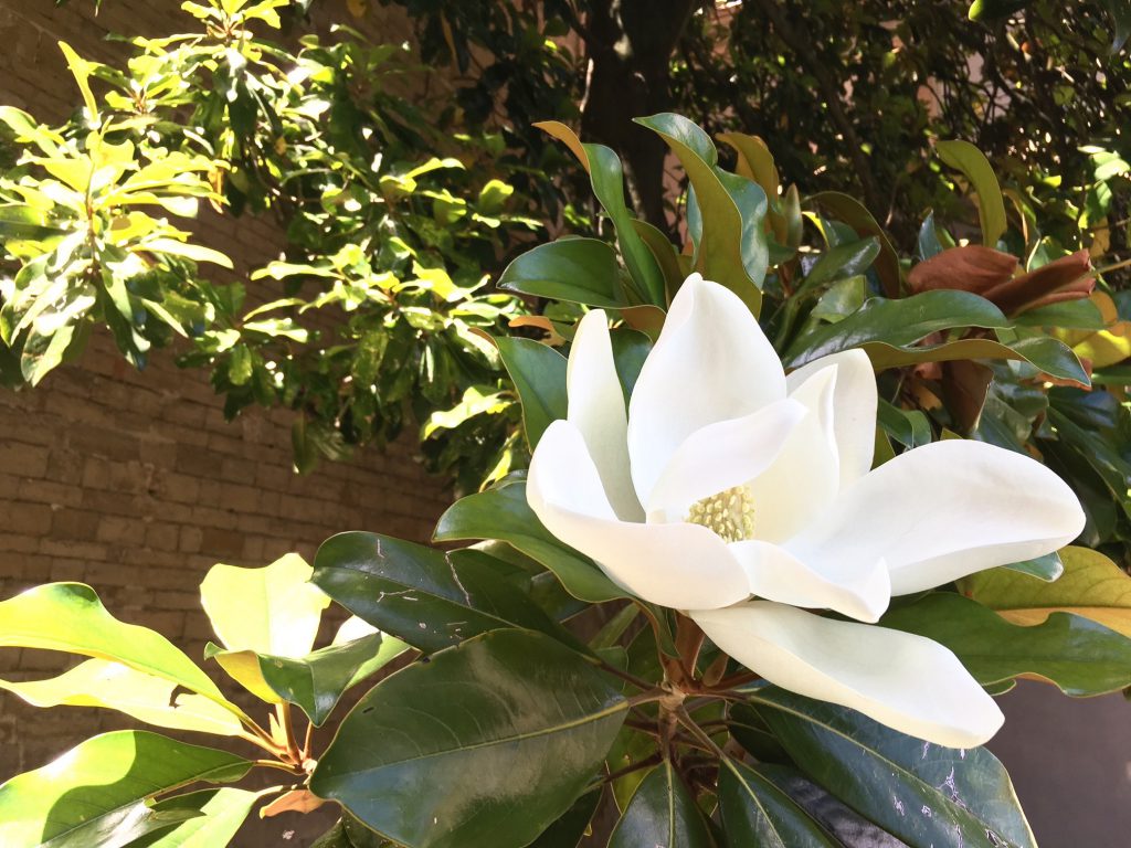 magnolia-florence