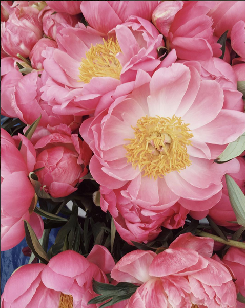 pink-peonies-leslie-shewring