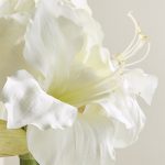 Two for Tuesday: The Amaryllis Flower