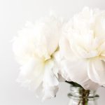 Flowers: The Peony